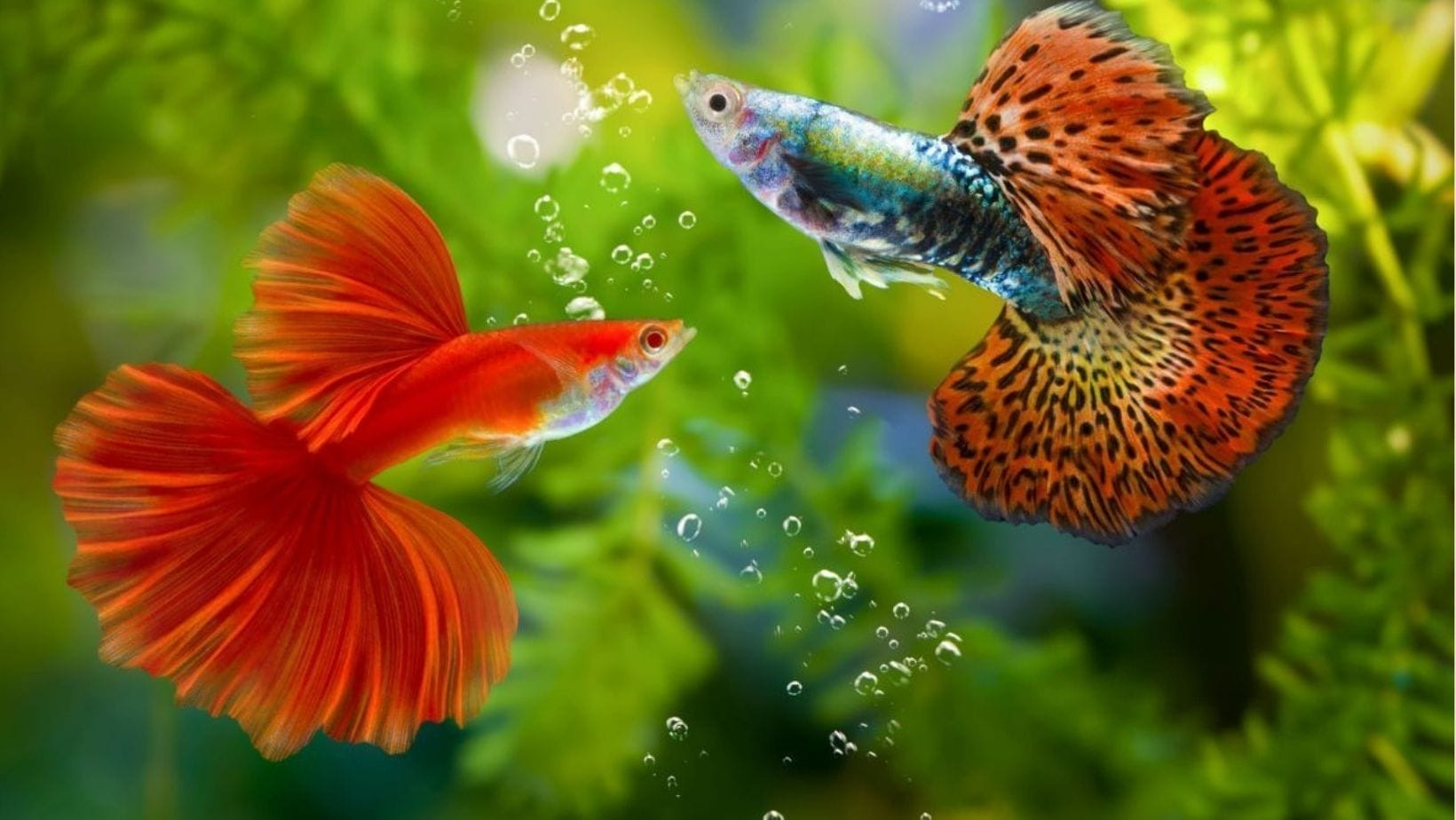 Đàn cá cảnh lấp lánh bơi lội trong bể thủy sinh tại Lộc Thủy Sinh Đà Nẵng