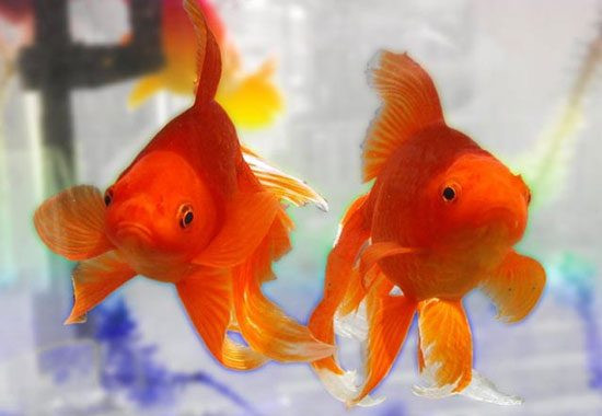 Đàn cá vàng rực rỡ bơi lội trong bể kính
