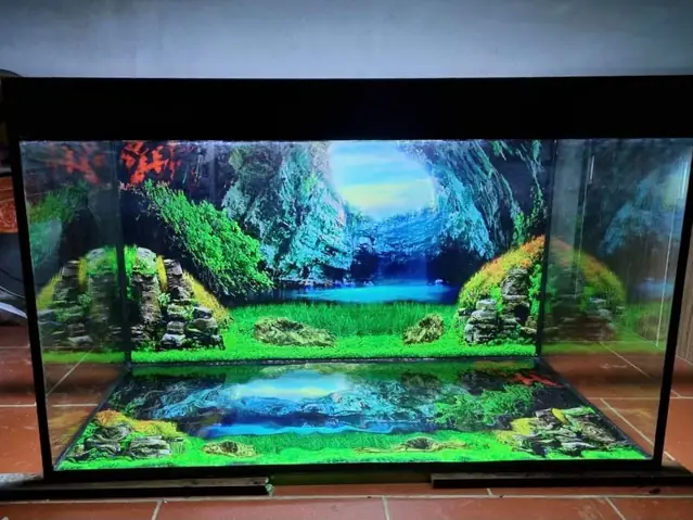 Hướng Dẫn Chi Tiết Dán Đáy Bể Cá Rồng Chuyên Nghiệp