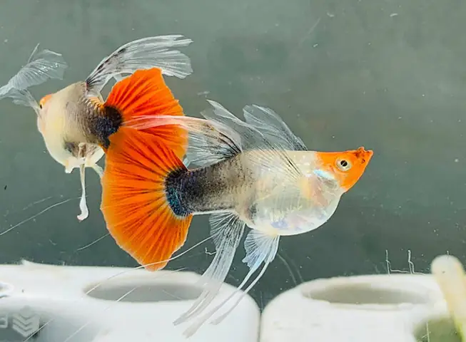 dấu hiệu cá bảy màu sắp đẻ