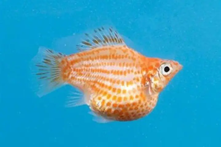 Bụng cá vuông hơn