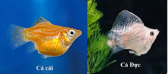 Cách Chuẩn Bị Cho Cá Sắp Đẻ Cách Chuẩn Bị Cho Cá Sắp Đẻ