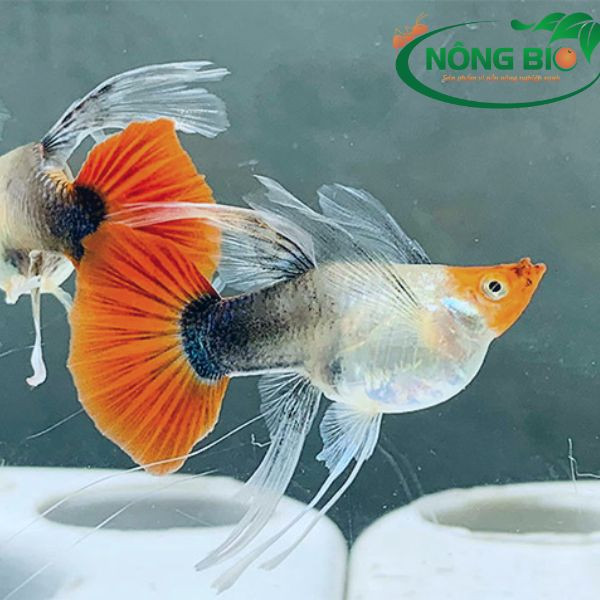 Dấu hiệu nhận biết rõ ràng của một con cá cảnh mái đang mang thai hoặc sắp đẻ con.