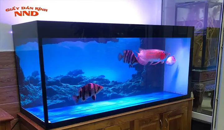 Decal Xanh Dán Hồ Cá: Hướng Dẫn Chọn Và Dán Đúng Cách