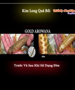 Đèn LED chuyên dụng cho hồ cá rồng, làm nổi bật không gian cá cảnh Sài Gòn