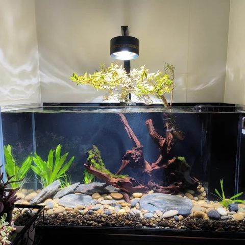 Đèn LED Riverzone SD tùy chỉnh cường độ sáng dễ dàng cho bể cá