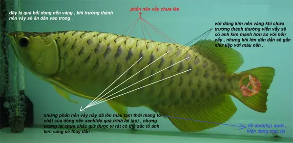 Đèn Pom Cá Rồng: Hướng Dẫn Chọn Và Sử Dụng Hiệu Quả Nhất