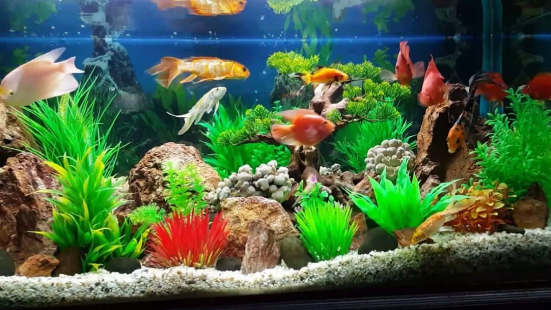 Điểm nhấn độc đáo cho căn nhà của bạn với bể cá cảnh đẹp mắt