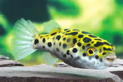 Cách hai sử dụng các loại cá ăn ốc