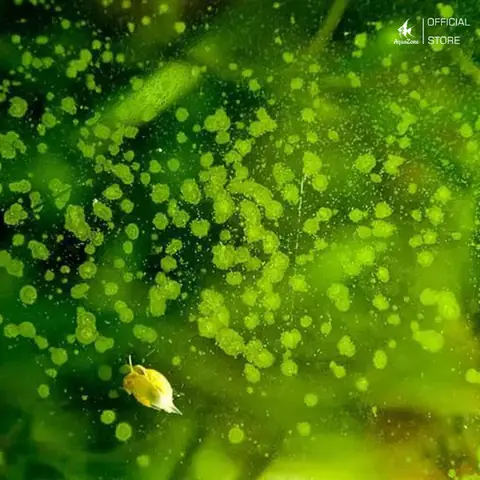 Hướng Dẫn Chi Tiết Cách Diệt Rêu Bể Cá Hiệu Quả Và An Toàn