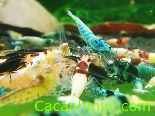 Làm thế nào để diệt sán trong bể cá cảnh một cách triệt để?