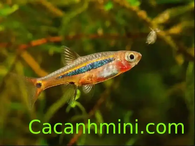Làm thế nào để diệt sán trong bể cá cảnh một cách triệt để?