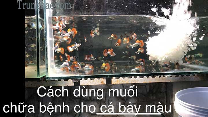 Điều trị cá bảy màu bị nấm ăn đuôi bằng muối hột