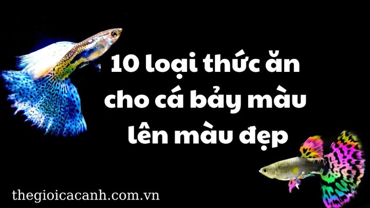 Dinh dưỡng toàn diện từ thức ăn cho cá bảy màu