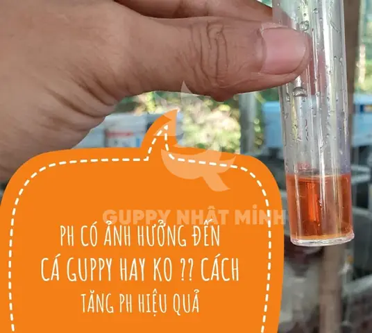 Hướng Dẫn Chi Tiết Về **Độ pH Cho Cá Bảy Màu**