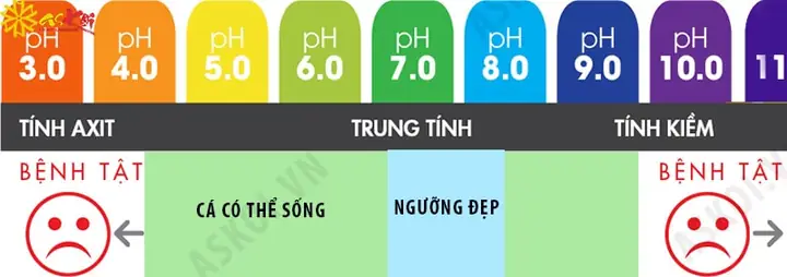 Độ pH Hồ Cá Koi: Hiểu Rõ và Duy Trì Môi Trường Sống Lý Tưởng