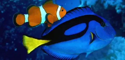 Bể tối thiểu và bố trí không gian lý tưởng cho Dory