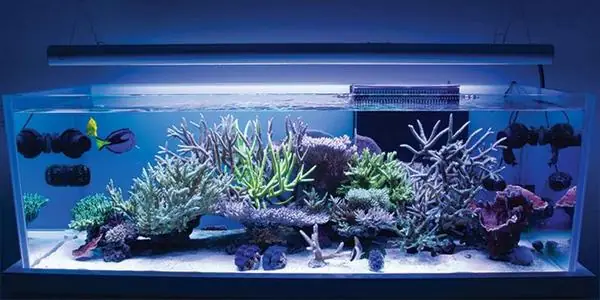 Dung Dịch Xử Lý Nước Hồ Cá: Hiệu Quả Và Cách Dùng Chuẩn