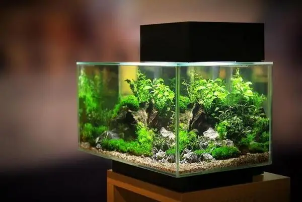 Dung Dịch Xử Lý Nước Hồ Cá: Hiệu Quả Và Cách Dùng Chuẩn