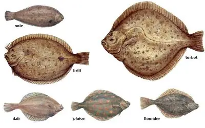 Cá Bơn (Flatfish) Là Cá Gì? Tổng Quan Về Loài Cá Biển Độc Đáo