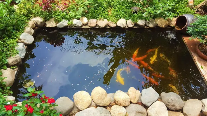 Hướng Dẫn Chọn Và Sử Dụng Gạch Xây Hồ Cá Hiệu Quả Nhất Hướng Dẫn Chọn Và Sử Dụng Gạch Xây Hồ Cá Hiệu Quả Nhất