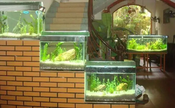 giá bể cá cảnh đẹp
