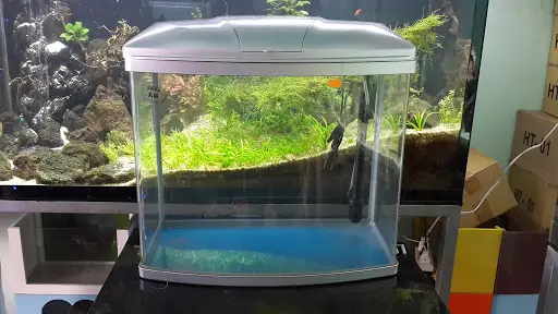 Bể cá đúc 60cm đẹp, giá rẻ ở đâu có?