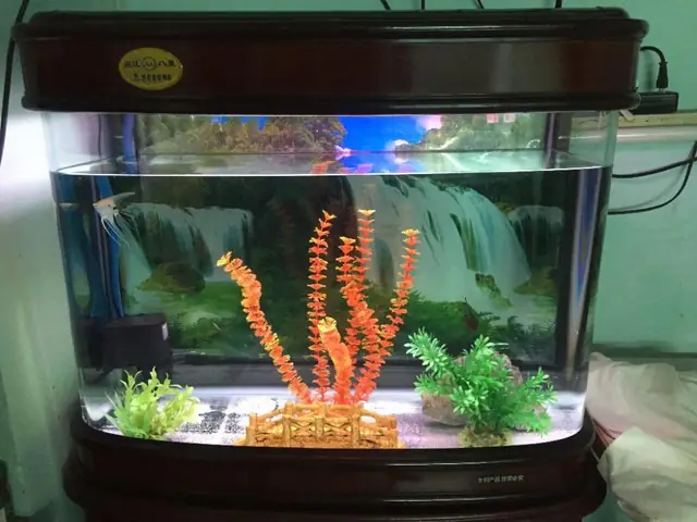 Bể cá đúc 60cm