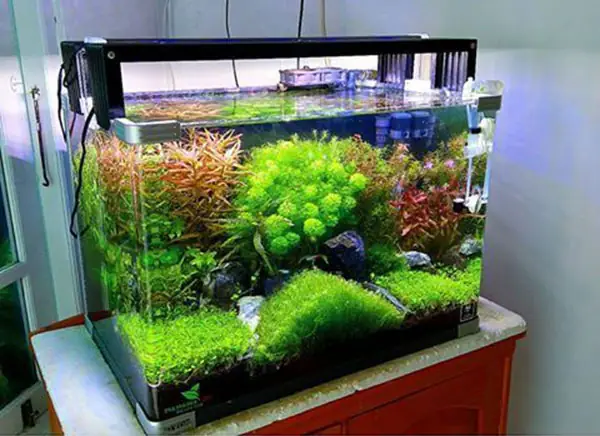 Tìm hiểu giá bể cá thủy sinh: Hướng dẫn chi tiết từ A đến Z