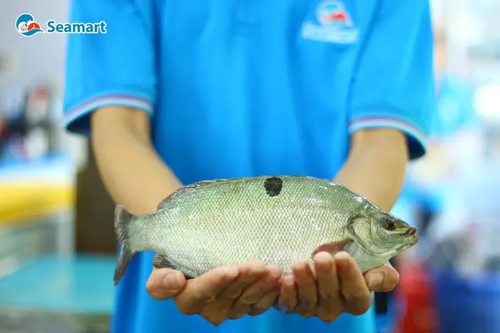Cập Nhật Giá Cá Bảo Ngọc Mới Nhất: Bạn Cần Biết Gì?