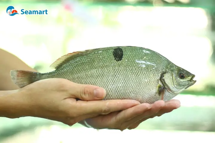Cập Nhật Giá Cá Bảo Ngọc Mới Nhất: Bạn Cần Biết Gì?