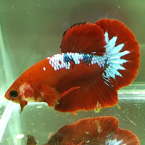 Giá Cá Betta Samurai Bao Nhiêu? Hướng Dẫn Chi Tiết A-Z