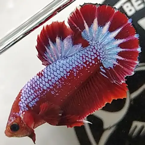 Giá Cá Betta Samurai Bao Nhiêu? Hướng Dẫn Chi Tiết A-Z