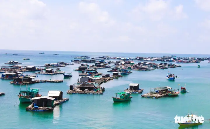 Giá Cá Bớp Nuôi: Cập Nhật Thị Trường & Yếu Tố Ảnh Hưởng