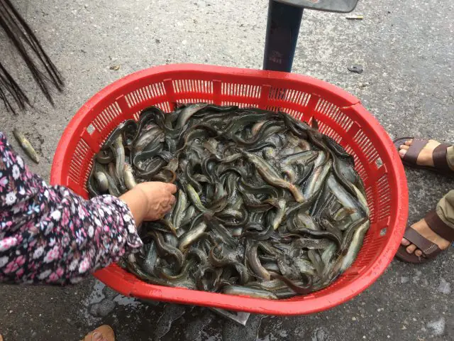 Tìm hiểu thêm về Cá Chạch