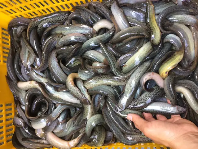 Giá bán Cá chạch Quế, chạch đồng, chạch sông giá sỉ tại Hà Nội và miền bắc