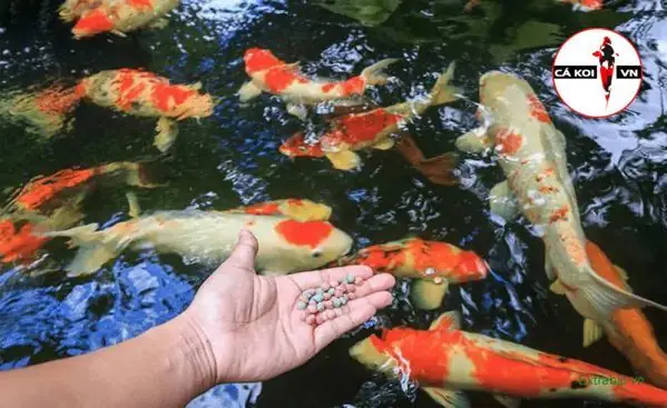 Giá Cá Chép Cảnh Các Loại: Thông Tin Chi Tiết & Hướng Dẫn Chọn