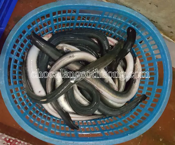 Cá Chình Mun Giá Bao Nhiêu? Phân Tích Chi Tiết Thị Trường