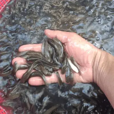 Cập Nhật Giá Cá Chuối Hoa Giống Chi Tiết Nhất Hiện Nay