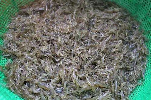 giá cá hồng vĩ