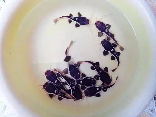 giá cá hồng vĩ