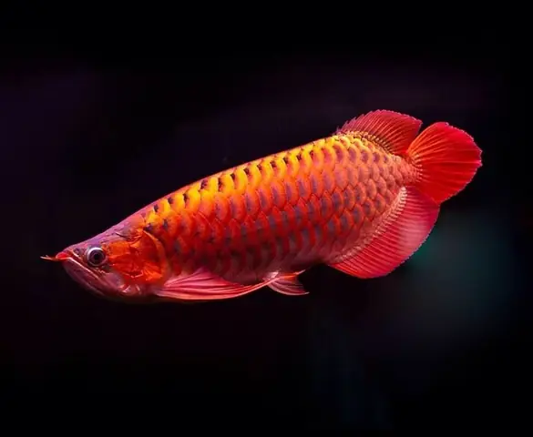 Giá cá rồng huyết long cho người mới chơi Giá cá rồng huyết long cho người mới chơi