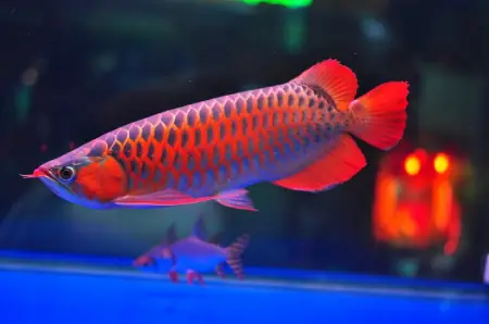 Tiềm năng phát triển của ngành nuôi cá rồng huyết long nhỏ Tiềm năng phát triển của ngành nuôi cá rồng huyết long nhỏ