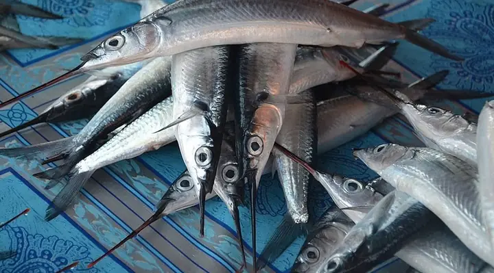 Giá Cá Kìm Bông Mới Nhất Và Yếu Tố Ảnh Hưởng Bạn Cần Biết