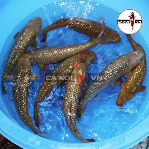 Giá Cá Koi Chagoi: Yếu Tố Ảnh Hưởng Và Cập Nhật Mới Nhất