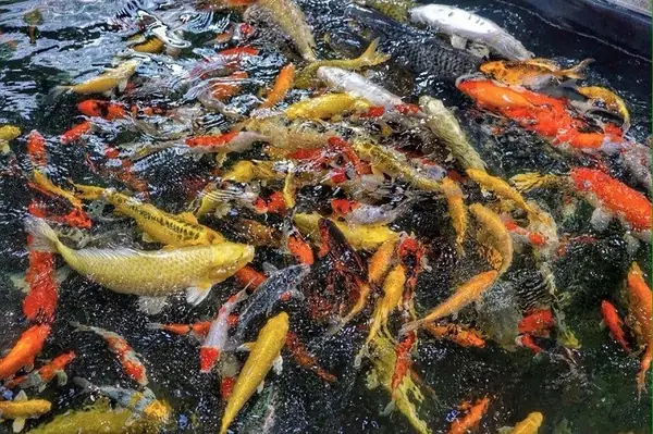 Giá Cá Koi Nhật Giống: Yếu Tố Nào Ảnh Hưởng & Cách Chọn Mua Đúng Chuẩn?