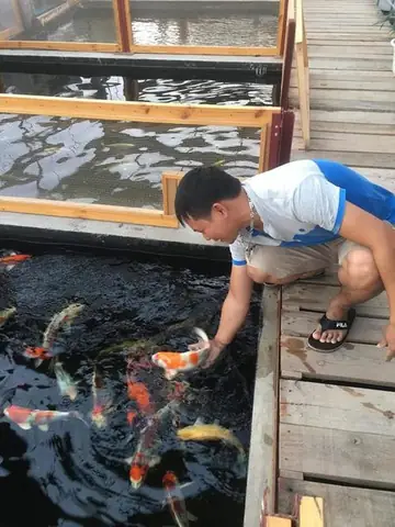 Giá Cá Koi Nhật Giống: Yếu Tố Nào Ảnh Hưởng & Cách Chọn Mua Đúng Chuẩn?
