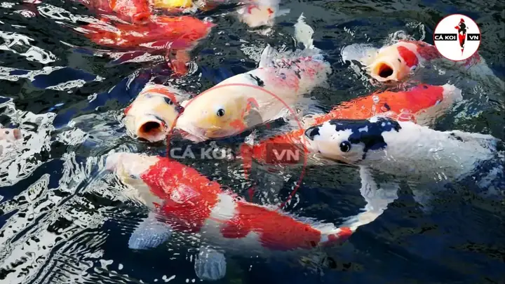 Giá Cá Koi Trưởng Thành Bao Nhiêu? Cập Nhật Chi Tiết