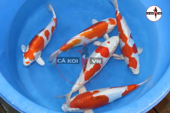 Giá Cá Koi Trưởng Thành Bao Nhiêu? Cập Nhật Chi Tiết