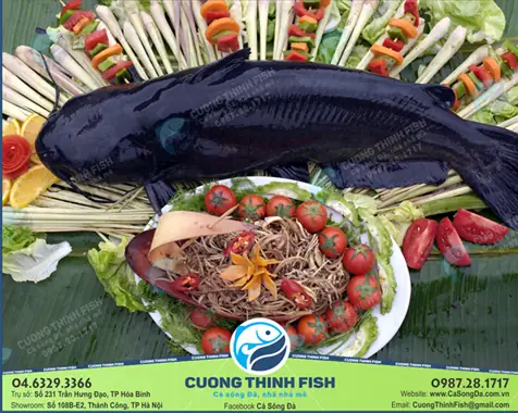 Địa chỉ mua cá lăng sông Đà đúng chuẩn